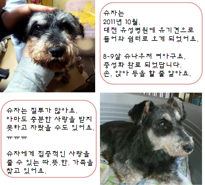 슈슈 이미지