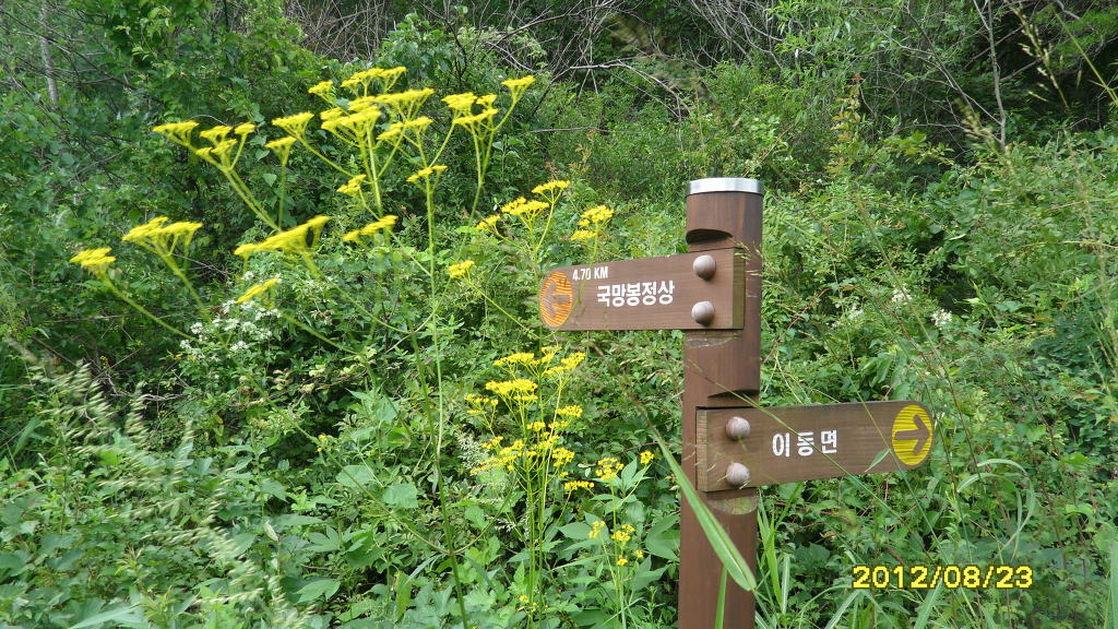 야생화세상 이미지