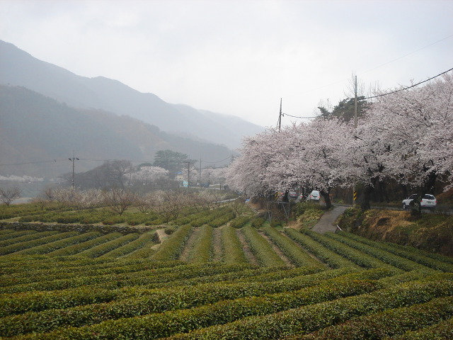 하동 이미지