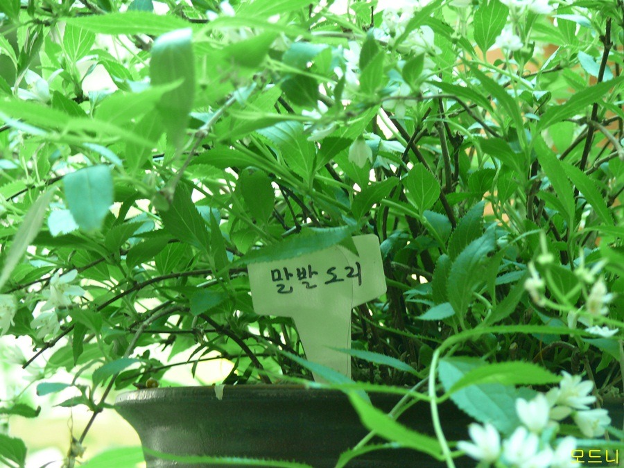 서양국수 이미지