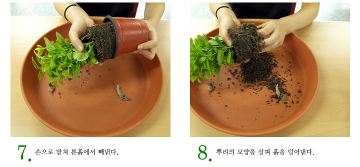 녹색인테리어 이미지