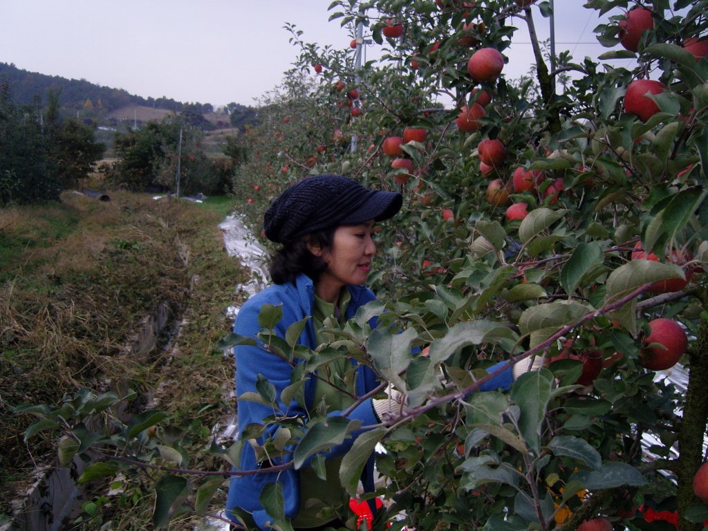 과수원 이미지
