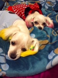 뽀솜이 이미지