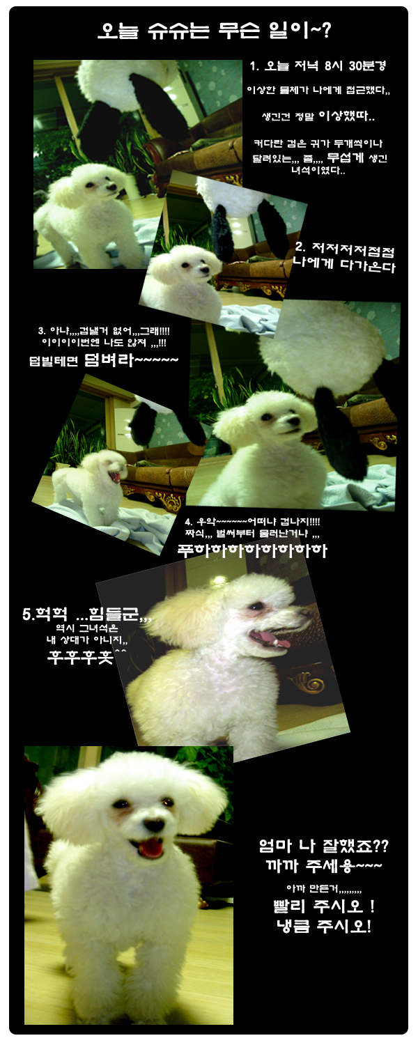 슈슈 이미지
