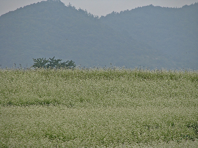 메밀꽃카페 이미지