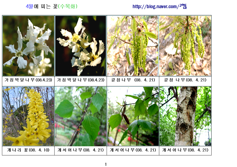 수목화 이미지