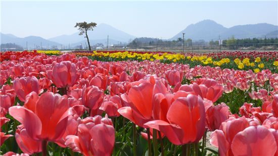 튤립 이미지