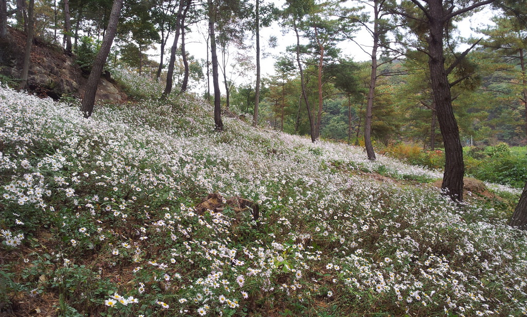 대포주유소 이미지