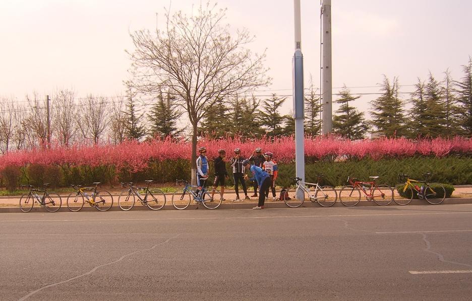 복숭아꽃살구꽃 이미지