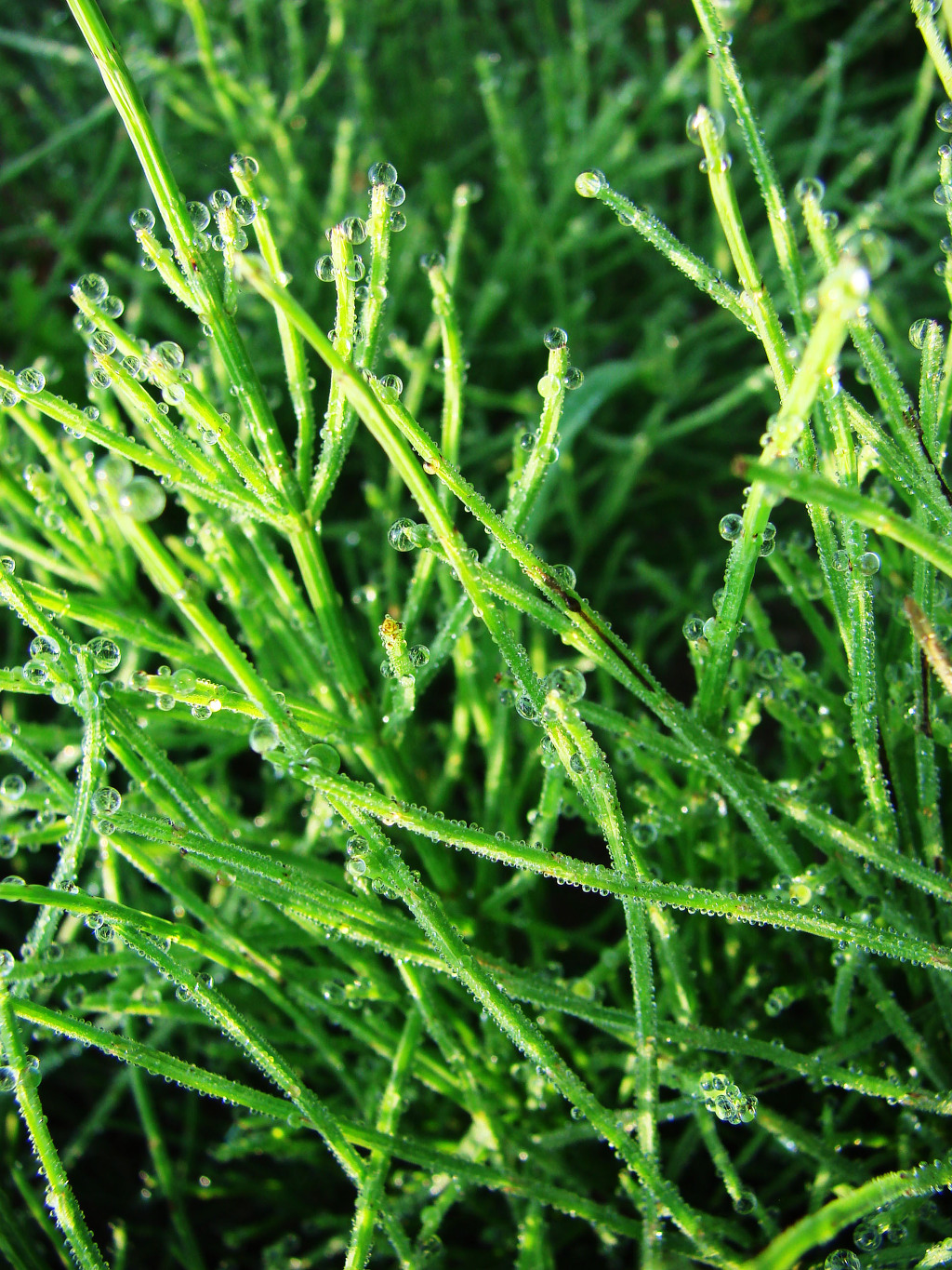 어린왕자의들꽃사랑마을