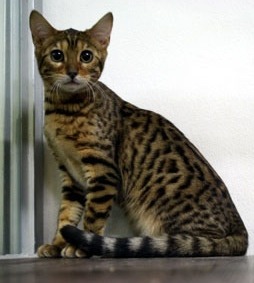 한국에서 인기가 많은 고양이들 | 인스티즈