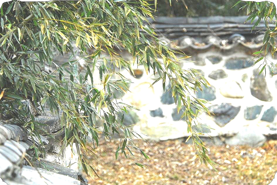 바람의꽃 이미지