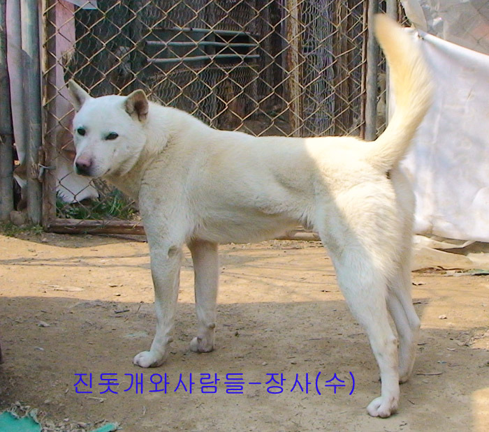 백구 이미지