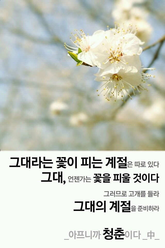 샐비아 이미지