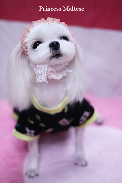 딜리아 이미지