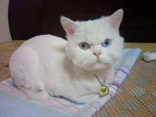 세이브마트 이미지
