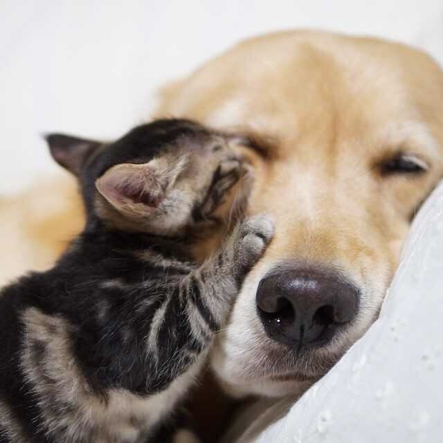 강아지와 고양이.jpg | 인스티즈