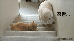 고양이 텃세.gif | 인스티즈