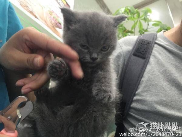 개와 고양이의 차이 | 인스티즈