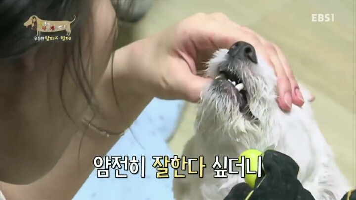 [세나개] 공격적인 반려견이 되는 이유 1부.jpg | 인스티즈