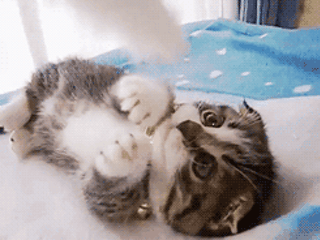 아깽이.gif | 인스티즈