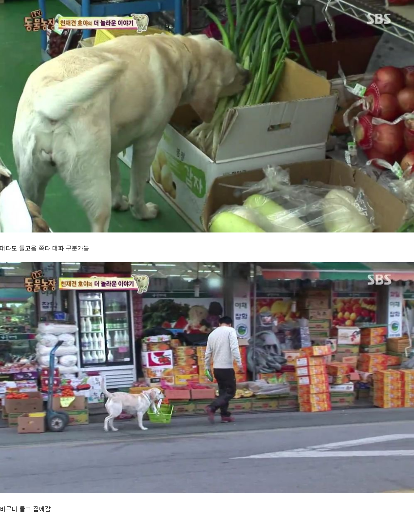 동물농장 완전 똑똑한 멍멍이 | 인스티즈