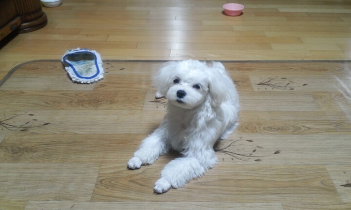 알리에 이미지