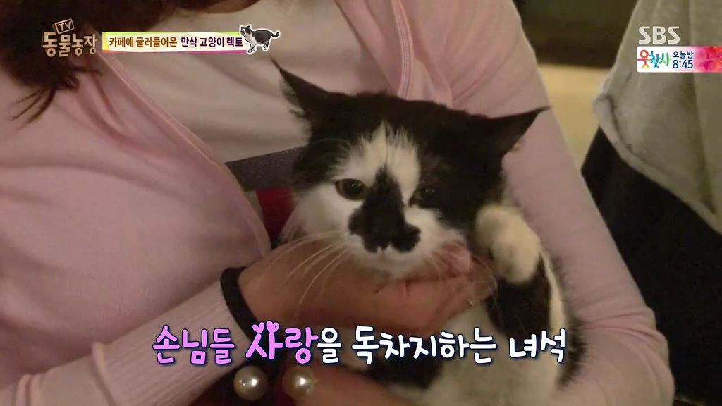 동물농장 [카페에굴러들어온고양이렉토] | 인스티즈