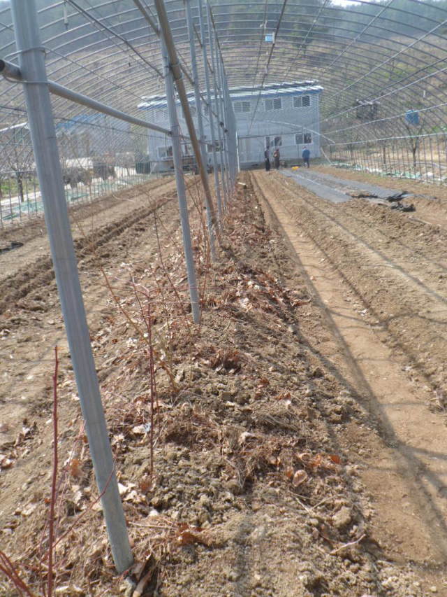 산목 이미지