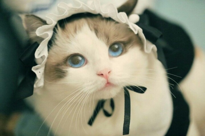 고양이 미모 | 인스티즈