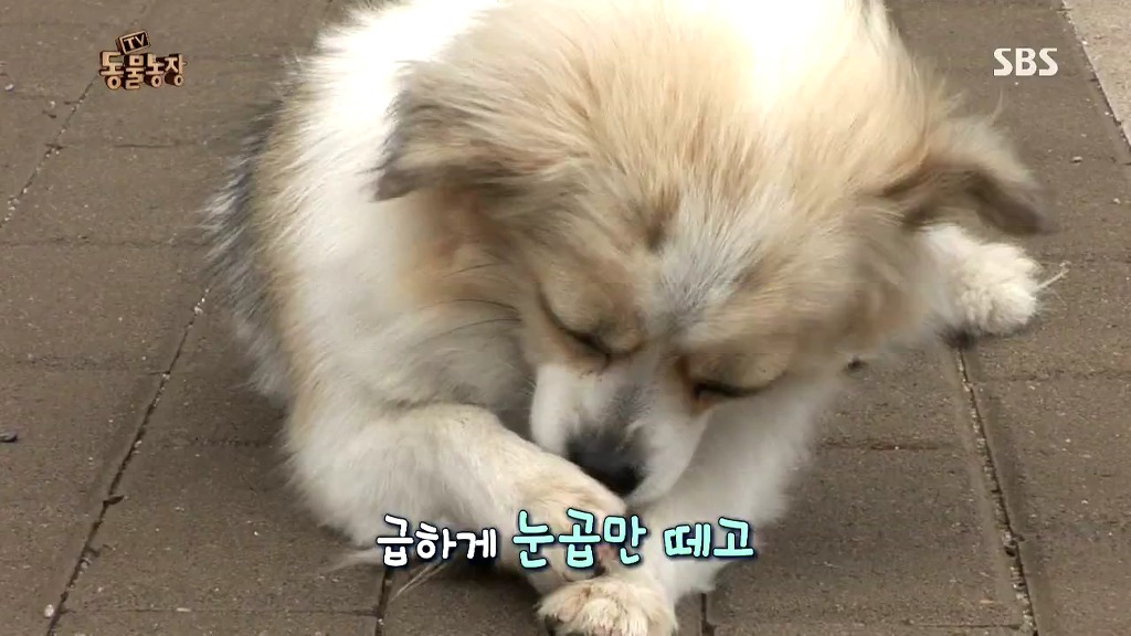 [동물농장] 106동 주민들이 키우는 강아지 | 인스티즈
