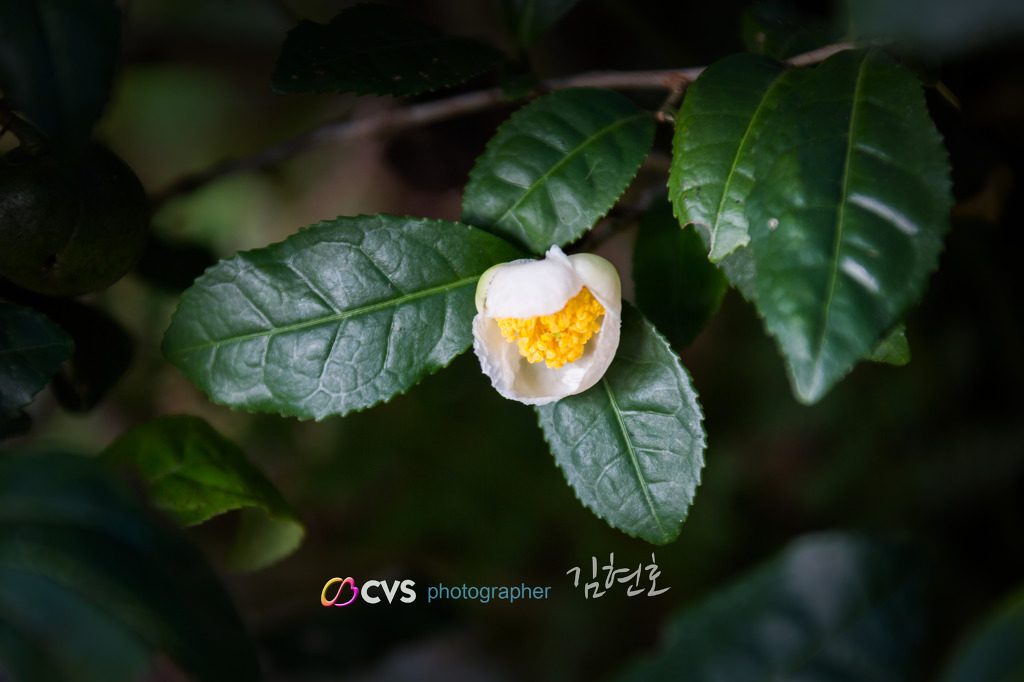 차꽃향기 이미지