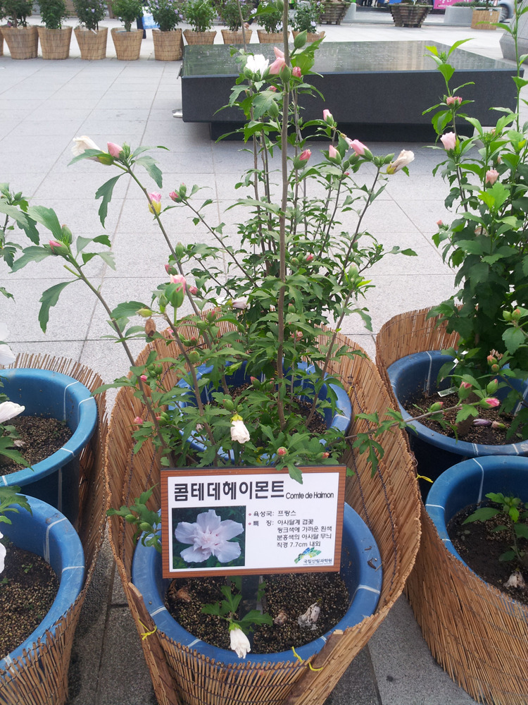 헤이블루 이미지