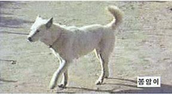 백구 이미지