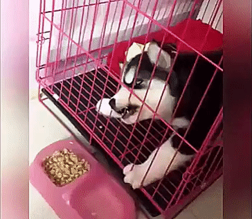 동물학대.gif | 인스티즈