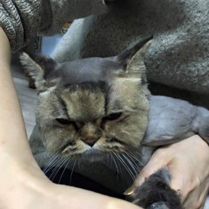 고양이 셀프 미용 | 인스티즈