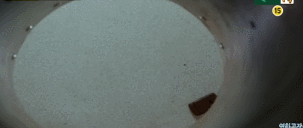 아빠가 큰 고양이를 입양해왔는데.. 개무섭고 개시름;.gif | 인스티즈
