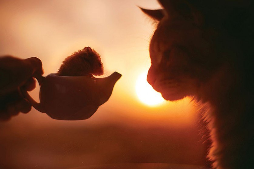 사진작가 집사랑 쿵짝이 잘 맞는 고양이 | 인스티즈
