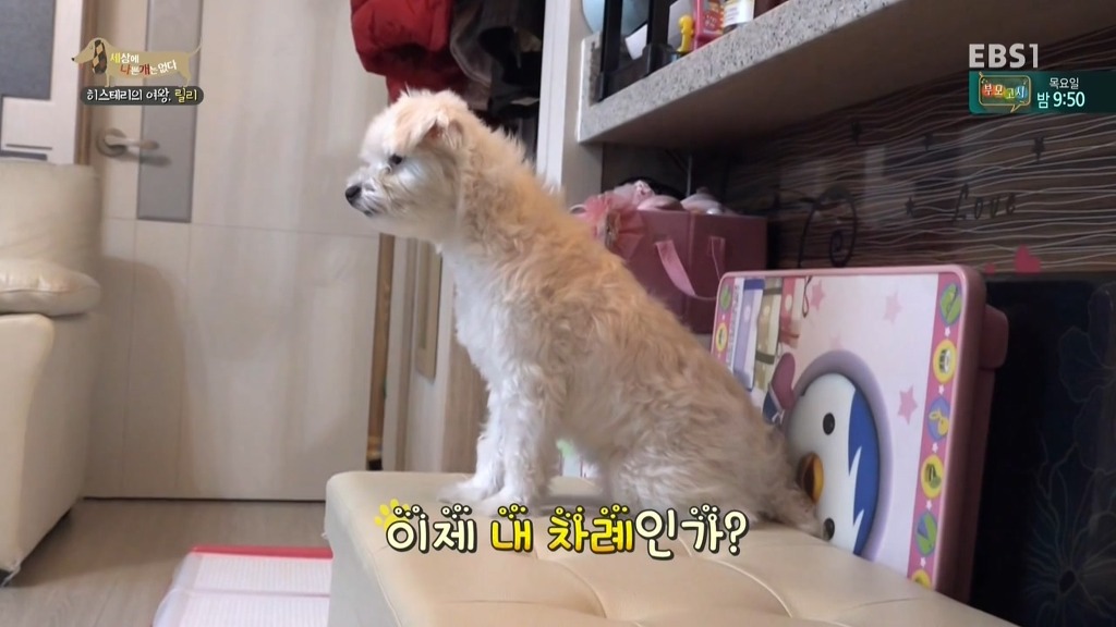 [세상에나쁜개는없다] 가족들에게 짖고 무는 강아지 릴리햏 | 인스티즈