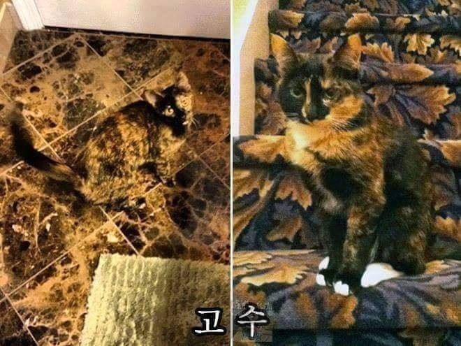 당신의 고양이는? | 인스티즈