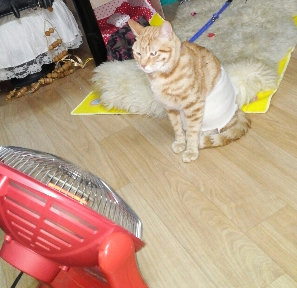 코샷 이미지
