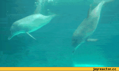 도넛 만드는 돌고래 | 인스티즈