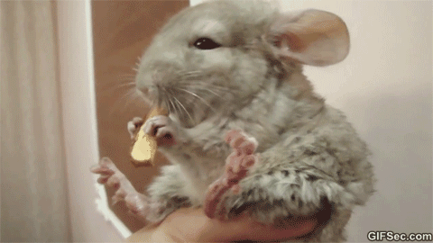 동물들의 귀여운 먹방 ^,.^ | 인스티즈