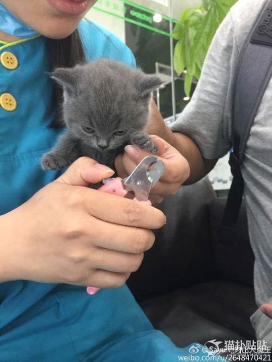 개와 고양이의 차이 | 인스티즈