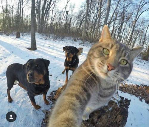 각도를 아는 고양이 | 인스티즈