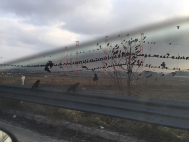 김제의 29번 국도 위의 까마귀 | 인스티즈