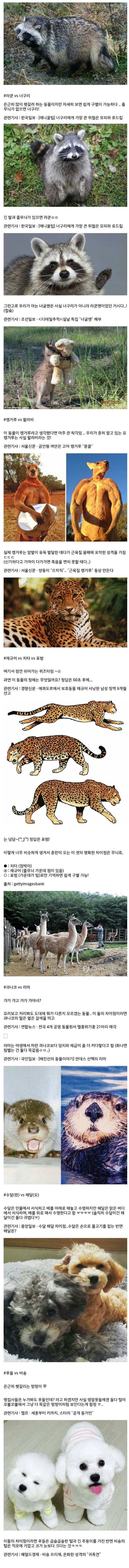 은근히 헷갈리는 동물 甲 | 인스티즈