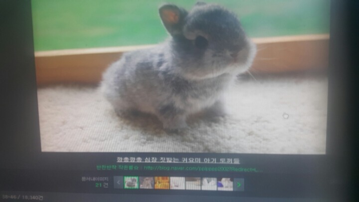 청산오리 이미지