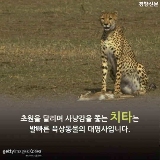 치타가 사라진다 | 인스티즈