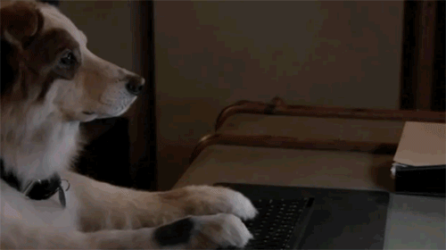 고양이 좋아하는 사람들 이해안가지 않음?.gif | 인스티즈